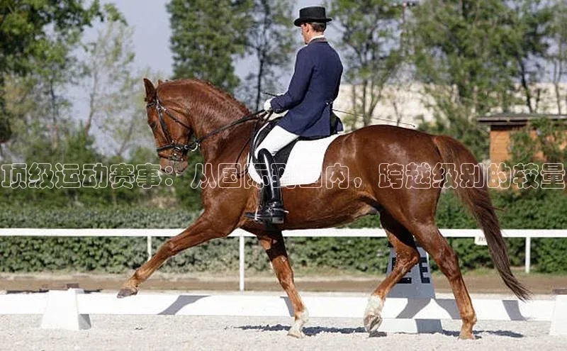 顶级运动赛事：从国际到国内，跨越级别的较量